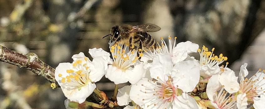 Abeille Noire: Apis Mellifera Mellifera