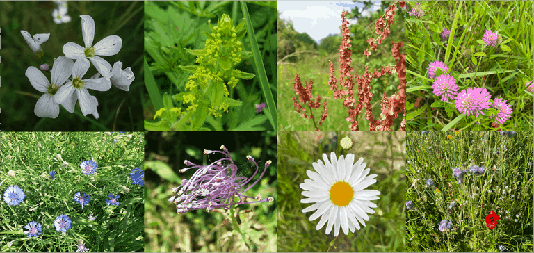 Regardez vos extérieurs de plus près, vous y découvrirez de nombreux magnifiques trésors ! différentes fleurs que l'on observe dans les fossés ou dans nos jardins