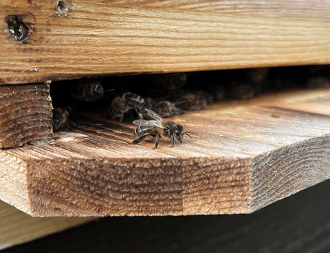 Abeille sur planche d'envol d'une ruchette Abeille sur planche d'envol, la veille du vol de fécondation de la reine