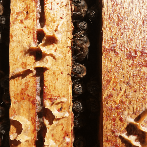 De curieux petits visages d'abeilles nous regardent à l'ouverture Des cadres d'une ruche avec des abeilles regadant vers nous
