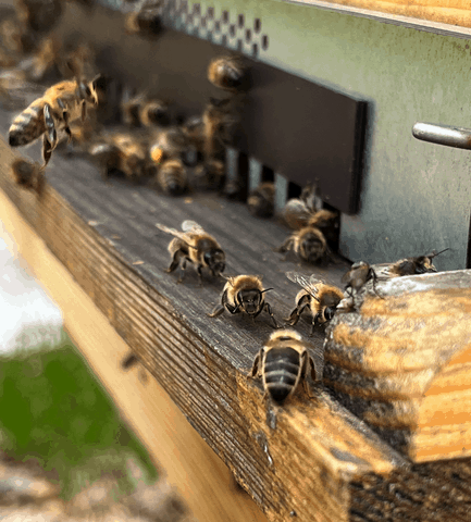 Activité sur la planche d'envol Des abeilles noire en pleine activité sur la planche d'envol