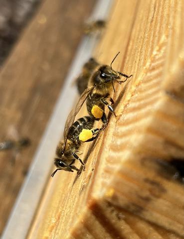 Butineuses reprenant leur souffle Avant de décharger leur butin dans la ruche, les butineuses se posent parfois sur la ruche pour reprendre leur souffle avant d'être renvoyées au travail par leurs soeurs