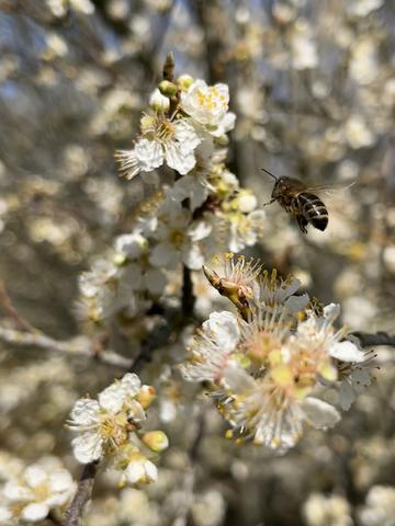 Abeille Noire en butinage Abeille Noire sur le point de se poser sur une fleur de prunier