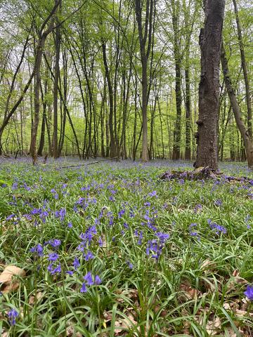 Rucher éphémère de fécondation Bois fleuri de clochettes, lieu idéal pour un rucher éphémère de fécondation