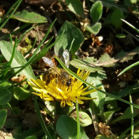 Abeille noire sur pissenlit Abeille butinant du pissenlit et couverte de pollen jaune