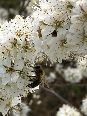Apis Mellifera Iberica Un abeille espagnole Apis Mellifera Iberica butine une fleur d'aubépine.