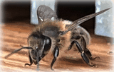 Abeille noire sur planche d'envol Abeille noire sur planche d'envol, on voit bien ses caractéristiques morphologiques